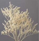 Dried limonium for decor