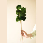 Green Sponge Mushroom- Set of 5