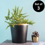 Round Metal Bucket Planter, Pack of 3 Large Planters freeshipping - Ecofynd