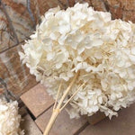 hydrangeas-white